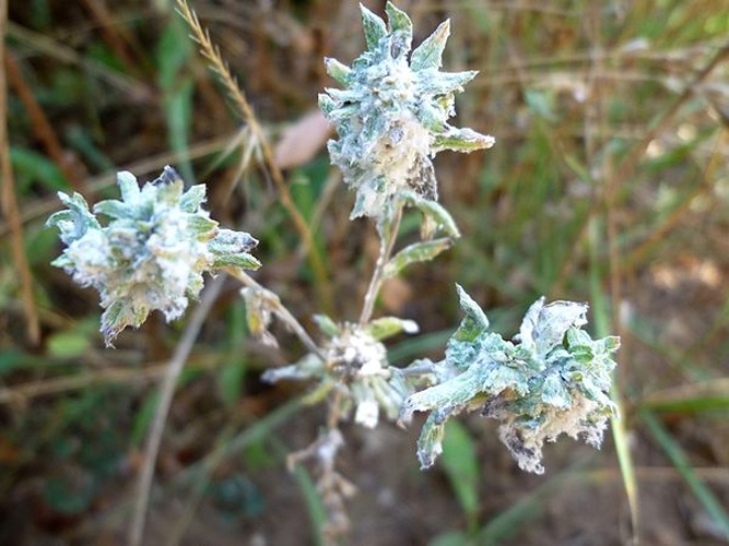 Filago pyramidata &copy; <a href="//commons.wikimedia.org/wiki/User:Isidre_blanc" title="User:Isidre blanc">Isidre blanc</a>