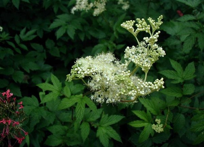 Filipendula ulmaria &copy; <a href="//commons.wikimedia.org/wiki/User:Sten" title="User:Sten">Sten Porse</a>