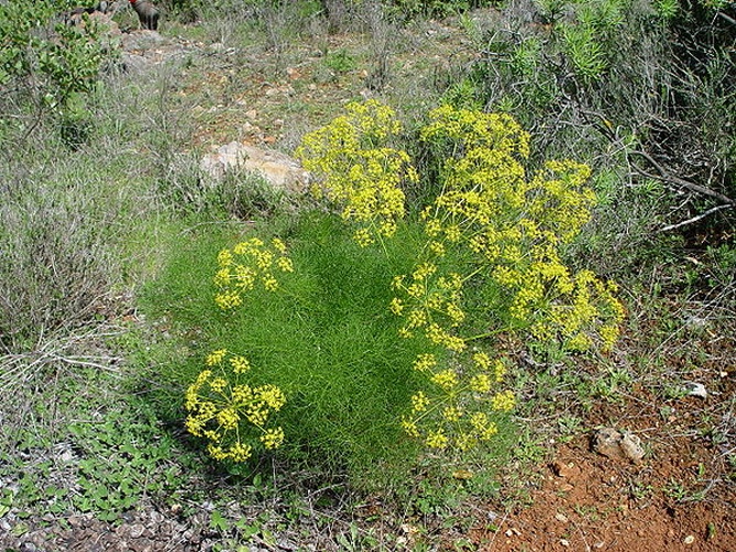 Foeniculum vulgare © Taken by Carsten Niehaus (<a href="//commons.wikimedia.org/w/index.php?title=User:Lumbar&amp;action=edit&amp;redlink=1" class="new" title="User:Lumbar (page does not exist)">user:Lumbar</a>).