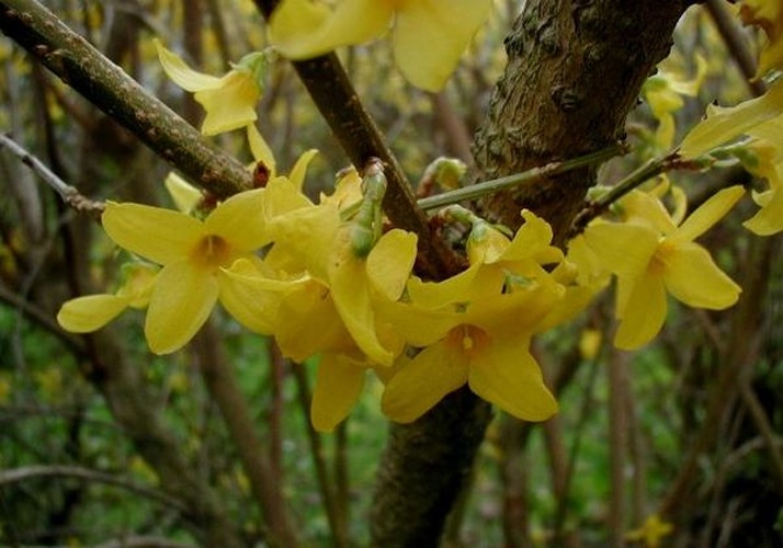 Forsythia × intermedia © 