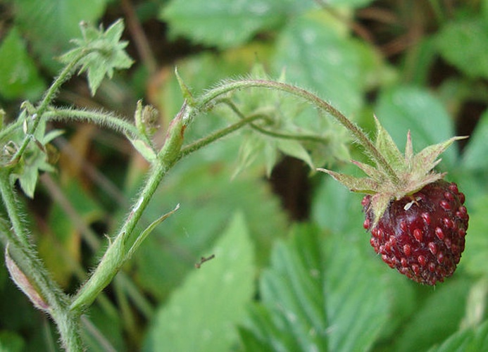 Fragaria moschata © <a href="//commons.wikimedia.org/wiki/User:Dendrofil" title="User:Dendrofil">Dendrofil</a>