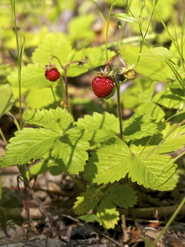 Fragaria vesca &copy; <a href="//commons.wikimedia.org/wiki/User:LC-de" title="User:LC-de">Jörg Hempel</a>