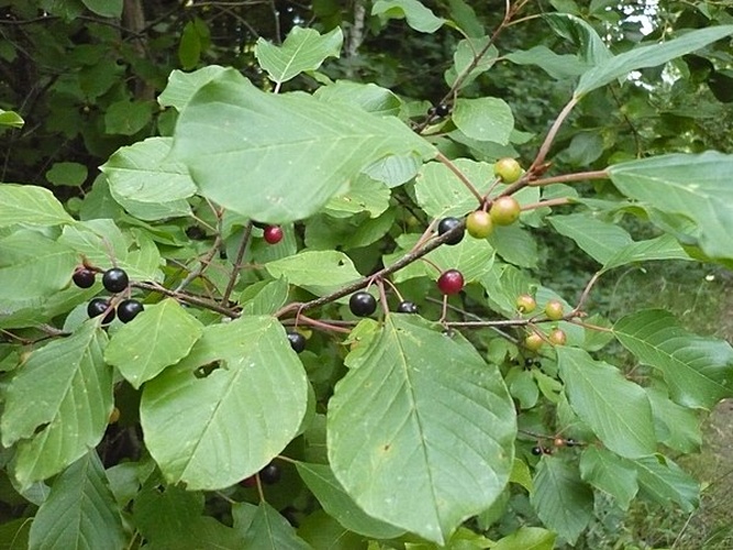 Frangula alnus &copy; <a href="//commons.wikimedia.org/wiki/User:OldMuzzle" title="User:OldMuzzle">OldMuzzle</a>