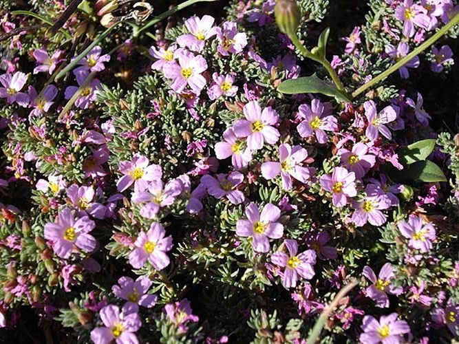 Frankenia laevis © <a href="//commons.wikimedia.org/wiki/Ghislain118" class="mw-redirect" title="Ghislain118">Ghislain118</a> <a rel="nofollow" class="external free" href="http://www.fleurs-des-montagnes.net">http://www.fleurs-des-montagnes.net</a>