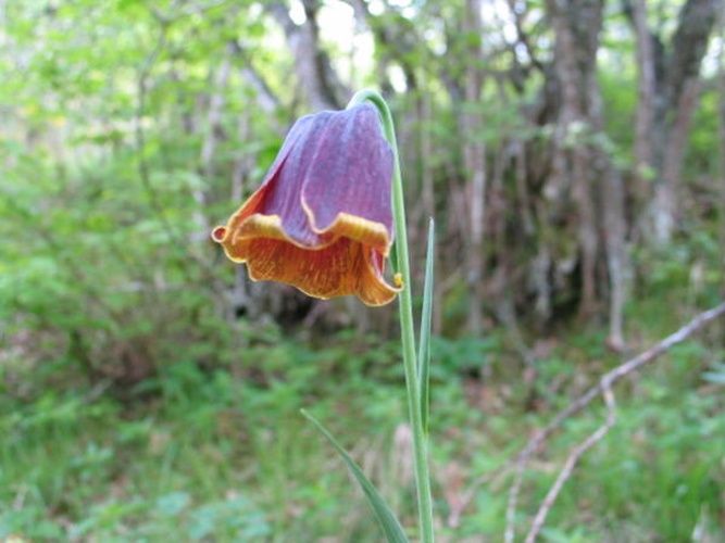 Fritillaria pyrenaica © <a rel="nofollow" class="external text" href="https://www.flickr.com/people/23108618@N00">Juan José Sánchez</a> from Spain