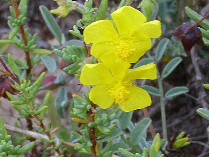 Fumana ericoides © <a href="//commons.wikimedia.org/wiki/User:Javier_martin" title="User:Javier martin">Javier martin</a>