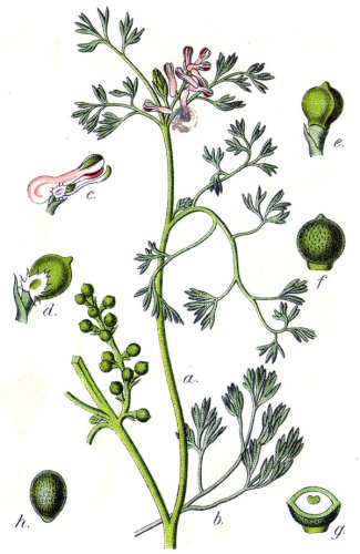 Fumaria parviflora © Johann Georg Sturm (Painter: <a href="https://en.wikipedia.org/wiki/Jacob_Sturm" class="extiw" title="en:Jacob Sturm">Jacob Sturm</a>)