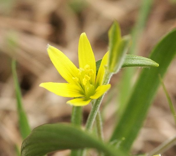 Gagea villosa © <a href="//commons.wikimedia.org/wiki/User:BerndH" title="User:BerndH">BerndH</a>