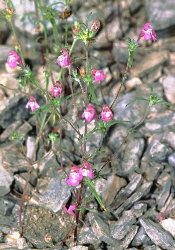 Galeopsis angustifolia © <a href="//commons.wikimedia.org/wiki/User:Fornax" title="User:Fornax">user:Fornax</a>