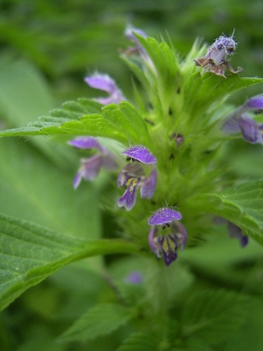 common hemp-nettle © 