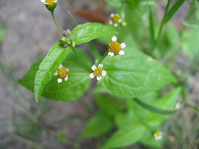 Galinsoga parviflora &copy; Kristian Peters -- <a href="//commons.wikimedia.org/wiki/User:Fabelfroh" title="User:Fabelfroh">Fabelfroh</a> 15:16, 26 January 2006 (UTC)