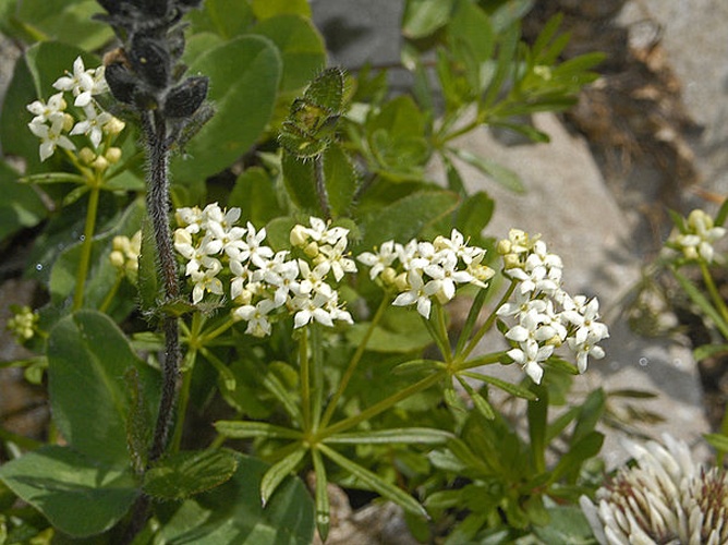 Galium anisophyllon &copy; <a href="//commons.wikimedia.org/wiki/User:Hectonichus" title="User:Hectonichus">Hectonichus</a>