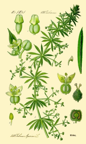 Galium aparine &copy; 
