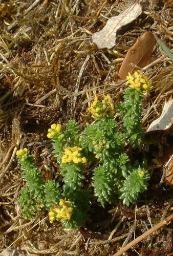 Galium arenarium © J.F. Gaffard <a href="https://fr.wikipedia.org/wiki/User:Jeffdelonge" class="extiw" title="fr:User:Jeffdelonge">Jeffdelonge</a> at <a class="external text" href="http://fr.wikipedia.org">fr.wikipedia</a>