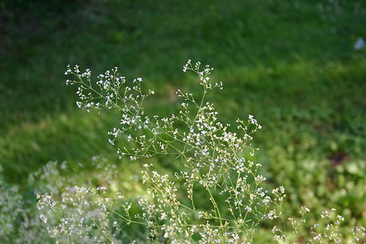 Galium aristatum © <a href="//commons.wikimedia.org/wiki/User:SB_Johnny" title="User:SB Johnny">User:SB_Johnny</a>