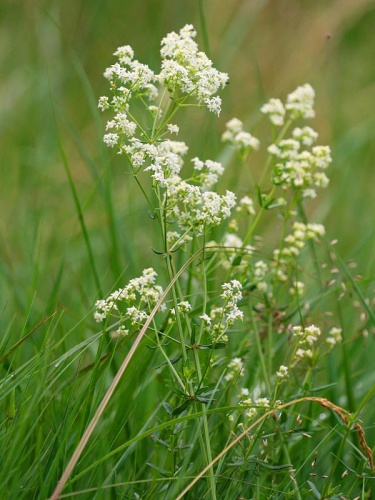 Galium boreale © Kristian Peters -- <a href="//commons.wikimedia.org/wiki/User:Fabelfroh" title="User:Fabelfroh">Fabelfroh</a> 06:36, 2 July 2007 (UTC)