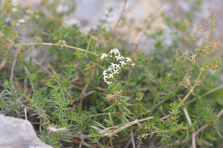 Galium corrudifolium © <a href="//commons.wikimedia.org/wiki/User:Jean.claude" title="User:Jean.claude">Jean.claude</a>