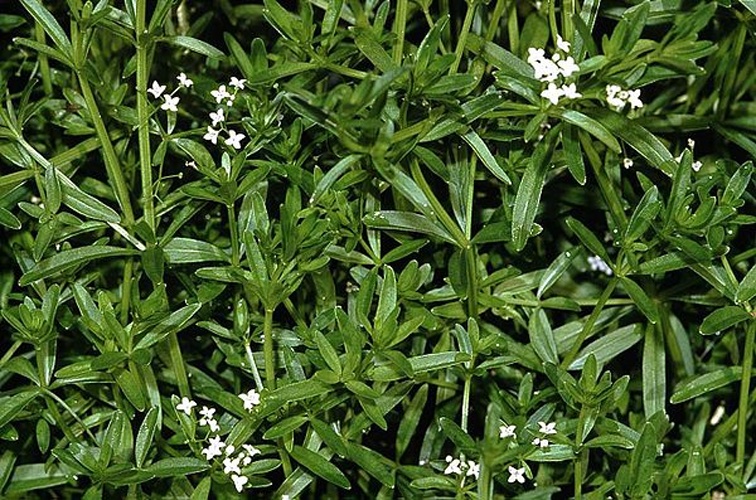 Galium elongatum &copy; 