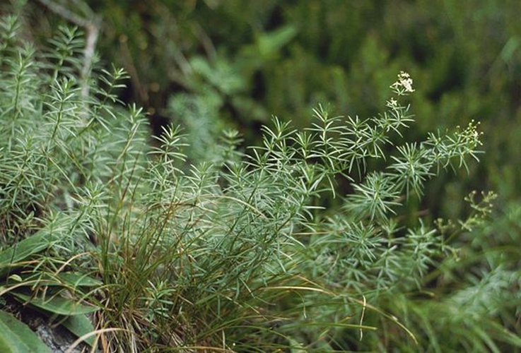 Galium lucidum © <a href="//commons.wikimedia.org/wiki/User:Franz_Xaver" title="User:Franz Xaver">Franz Xaver</a>