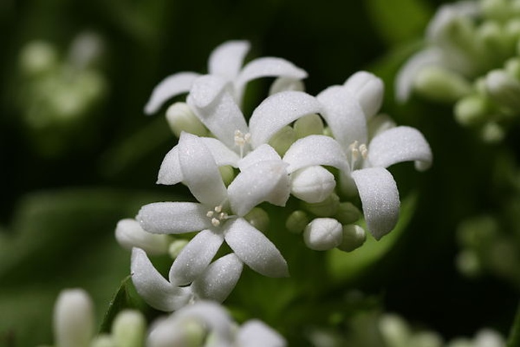 Galium odoratum © <a href="//commons.wikimedia.org/w/index.php?title=User:B.traeger&amp;action=edit&amp;redlink=1" class="new" title="User:B.traeger (page does not exist)">Björn Traeger</a>
