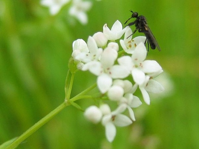 marsh-bedstraw &copy; Kristian Peters -- <a href="//commons.wikimedia.org/wiki/User:Fabelfroh" title="User:Fabelfroh">Fabelfroh</a> 08:10, 20 September 2006 (UTC)