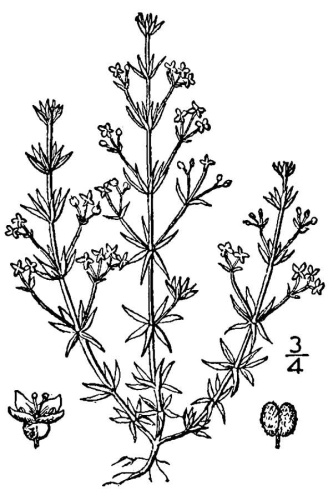 Galium parisiense &copy; Britton, N.L., and A. Brown.