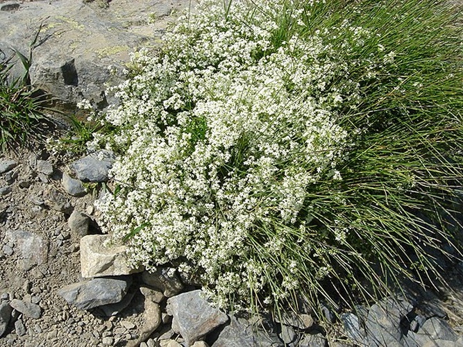 Galium pyrenaicum &copy; <a href="//commons.wikimedia.org/wiki/Ghislain118" class="mw-redirect" title="Ghislain118">Ghislain118</a> <a rel="nofollow" class="external free" href="http://www.fleurs-des-montagnes.net">http://www.fleurs-des-montagnes.net</a>