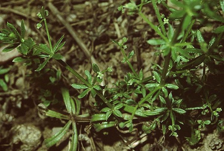 Galium spurium © 