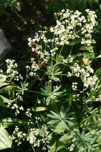 Galium sylvaticum &copy; <a href="//commons.wikimedia.org/wiki/User:HermannSchachner" title="User:HermannSchachner">HermannSchachner</a>