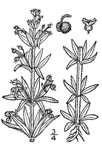 Galium tricornutum © N. L. Britton &amp; A. Brown