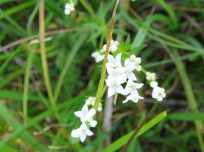 Galium uliginosum &copy; No machine-readable author provided. <a href="//commons.wikimedia.org/wiki/User:Fabelfroh" title="User:Fabelfroh">Fabelfroh</a> assumed (based on copyright claims).