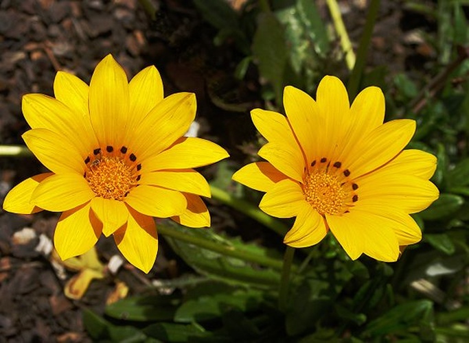 Gazania rigens © <a href="//commons.wikimedia.org/wiki/User:Alvesgaspar" title="User:Alvesgaspar">Alvesgaspar</a>