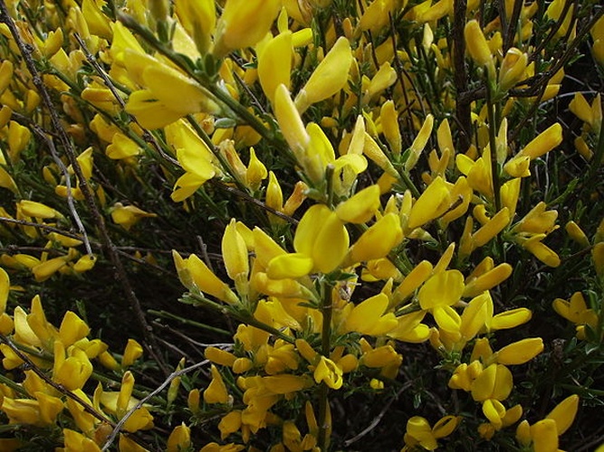 Genista cinerea &copy; <a href="//commons.wikimedia.org/wiki/User:Victor_M._Vicente_Selvas" title="User:Victor M. Vicente Selvas">Victor M. Vicente Selvas</a>
