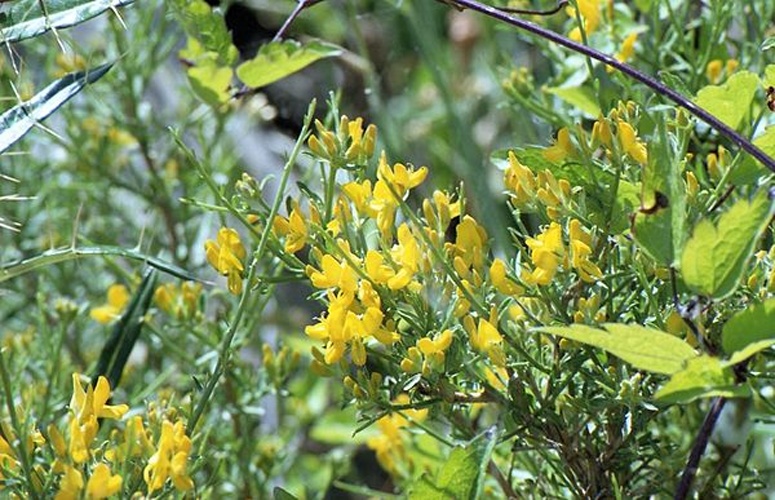 Genista corsica © <a href="//commons.wikimedia.org/w/index.php?title=User:Omar_Hoftun&amp;action=edit&amp;redlink=1" class="new" title="User:Omar Hoftun (page does not exist)">Omar Hoftun</a>