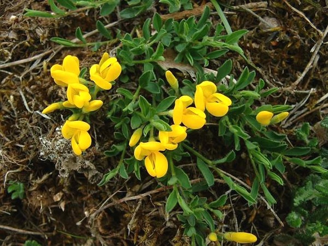 Genista pilosa &copy; 