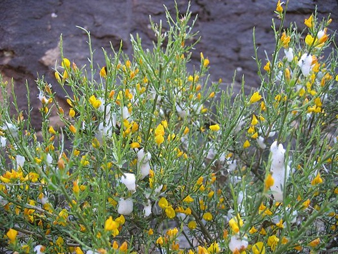Genista salzmannii © <a href="//commons.wikimedia.org/wiki/User:Tigerente" title="User:Tigerente">User:Tigerente</a>