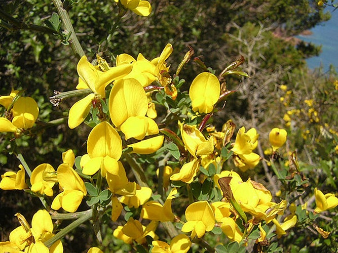 Genista scorpius &copy; Hubert Laroche