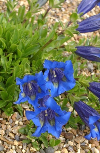Gentiana acaulis &copy; 