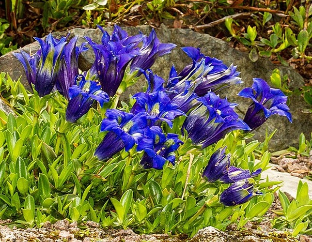 Gentiana angustifolia © <a href="//commons.wikimedia.org/wiki/User:Hedwig_Storch" title="User:Hedwig Storch">Hedwig Storch</a>