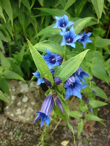 Willow gentian © <a href="//commons.wikimedia.org/w/index.php?title=User:Steve1nova&amp;action=edit&amp;redlink=1" class="new" title="User:Steve1nova (page does not exist)">Steve1nova</a>