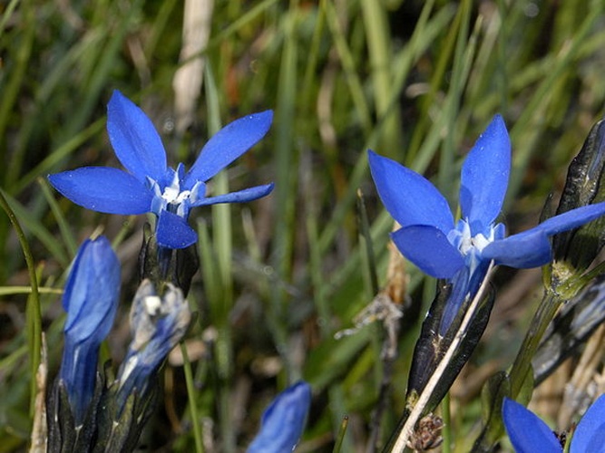 Gentiana bavarica &copy; <a href="//commons.wikimedia.org/wiki/User:Hectonichus" title="User:Hectonichus">Hectonichus</a>