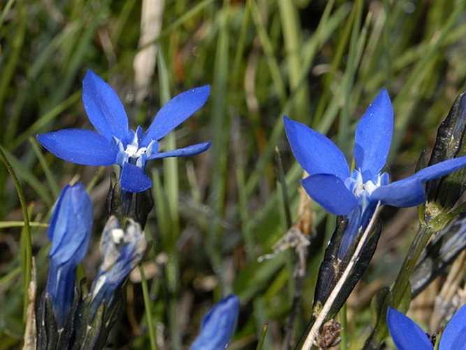 Gentiana bavarica © <a href="//commons.wikimedia.org/wiki/User:Hectonichus" title="User:Hectonichus">Hectonichus</a>