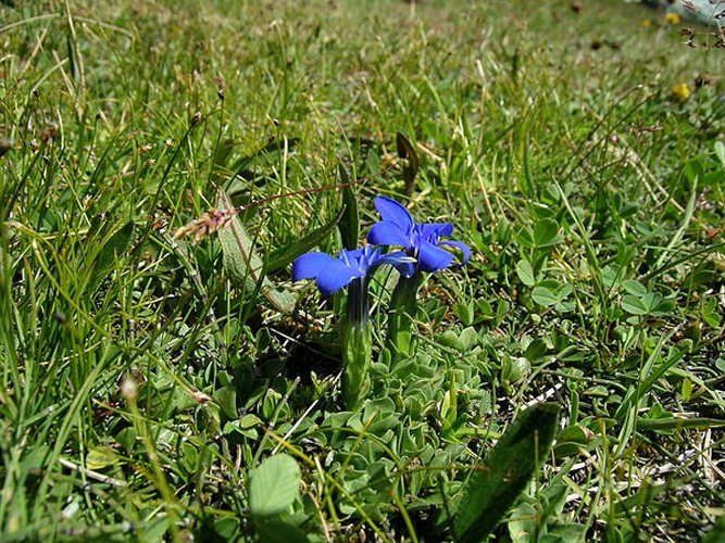 Gentiana brachyphylla © No machine-readable author provided. <a href="//commons.wikimedia.org/w/index.php?title=User:Thommybe&amp;action=edit&amp;redlink=1" class="new" title="User:Thommybe (page does not exist)">Thommybe</a> assumed (based on copyright claims).