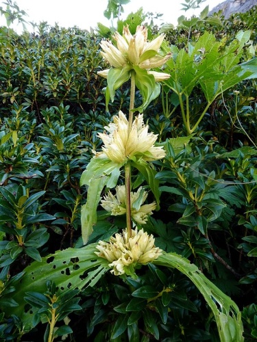 Gentiana burseri © <a href="//commons.wikimedia.org/wiki/User:Isidre_blanc" title="User:Isidre blanc">Isidre blanc</a>