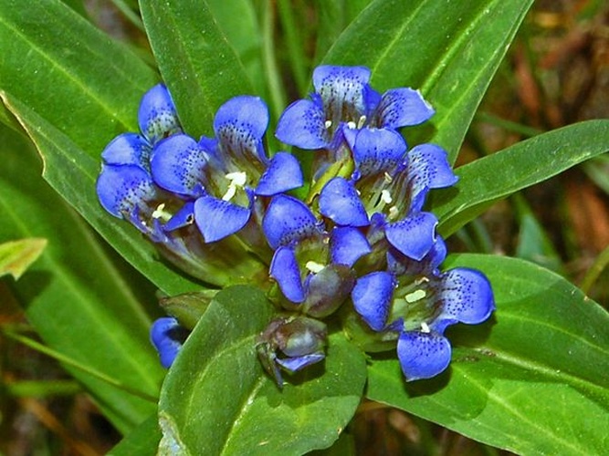 Gentiana cruciata © <a href="//commons.wikimedia.org/wiki/User:Hectonichus" title="User:Hectonichus">Hectonichus</a>