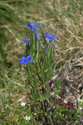 Gentiana nivalis &copy; <a href="https://en.wikipedia.org/wiki/fr:User:Cptcv" class="extiw" title="w:fr:User:Cptcv">Cptcv</a> at <a href="https://en.wikipedia.org/wiki/fr:" class="extiw" title="w:fr:">French Wikipedia</a>