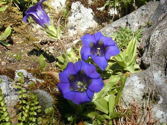 Gentiana occidentalis © <a href="//commons.wikimedia.org/w/index.php?title=User:Philippe.pechoux&amp;action=edit&amp;redlink=1" class="new" title="User:Philippe.pechoux (page does not exist)">Philippe.pechoux</a>