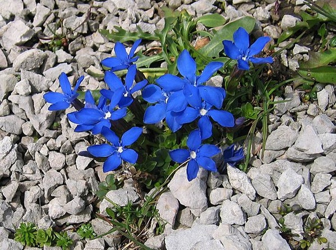 Gentiana orbicularis &copy; <a href="//commons.wikimedia.org/wiki/User:Tigerente" title="User:Tigerente">User:Tigerente</a>