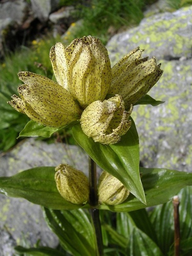 Gentiana punctata &copy; Simon Eugster --<a href="//commons.wikimedia.org/wiki/User:LivingShadow" title="User:LivingShadow">Simon</a> 16:05, 15 July 2006 (UTC)