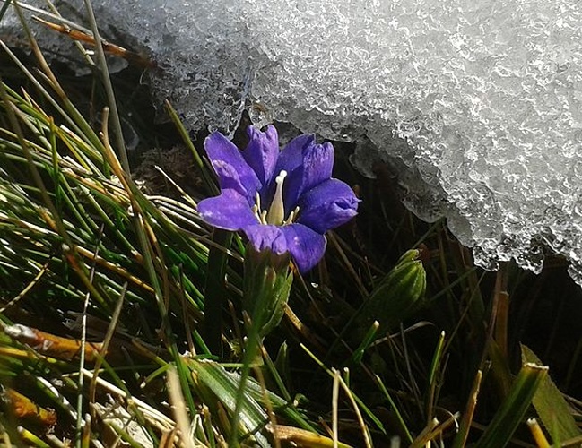 Gentiana pyrenaica © <div class="fn value">
<a href="//commons.wikimedia.org/wiki/User:Erc%C3%A9" title="User:Ercé">Roger Culos</a>
</div>